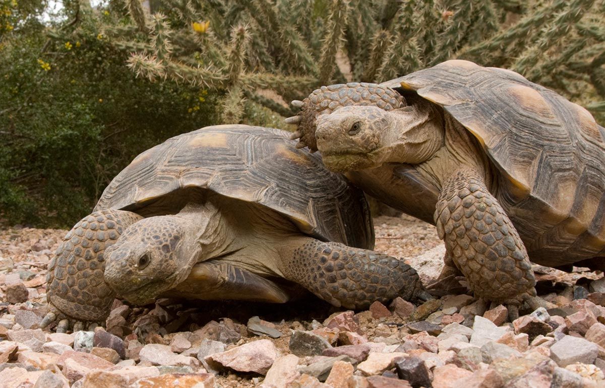 mascotas tortugas terrestres reproduccion