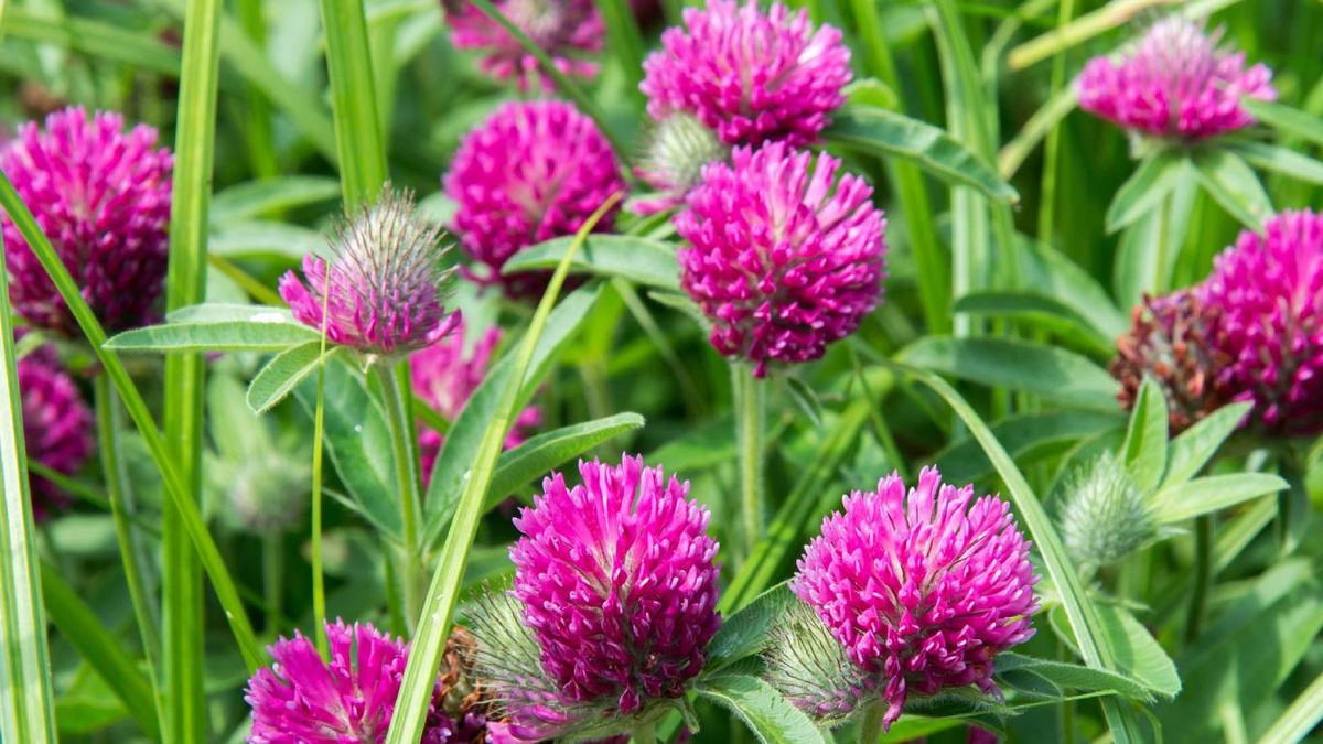 Plantas que mejoran la calidad del suelo: Trébol rojo