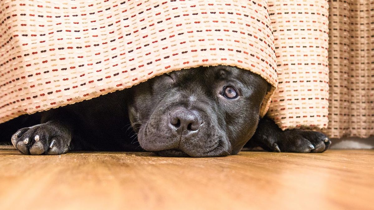 trastornos emocionales perros 1
