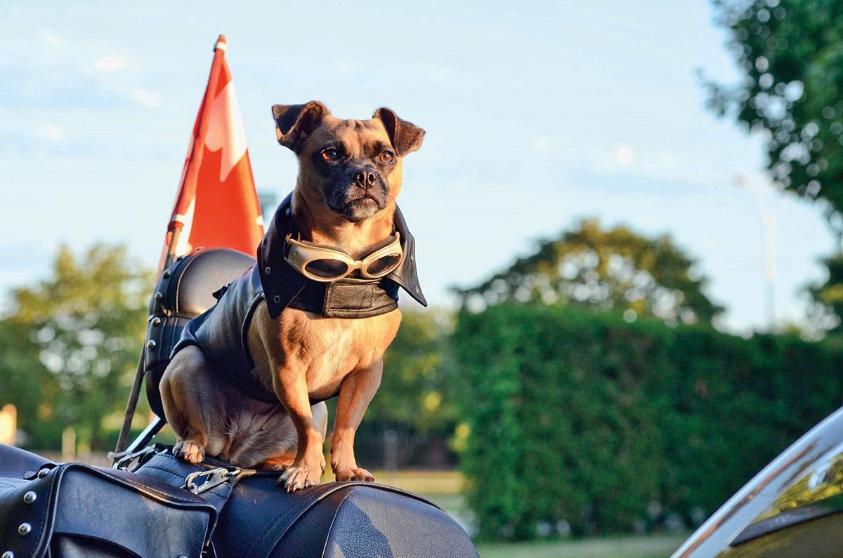 mascotas perros viajar moto2