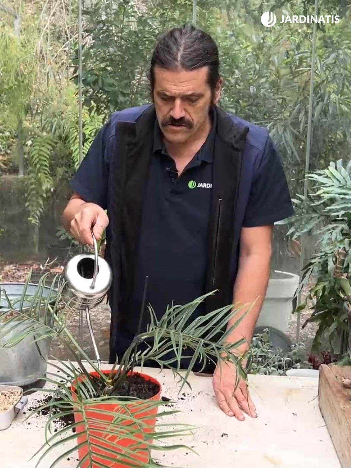 riegos del philodendron tortum