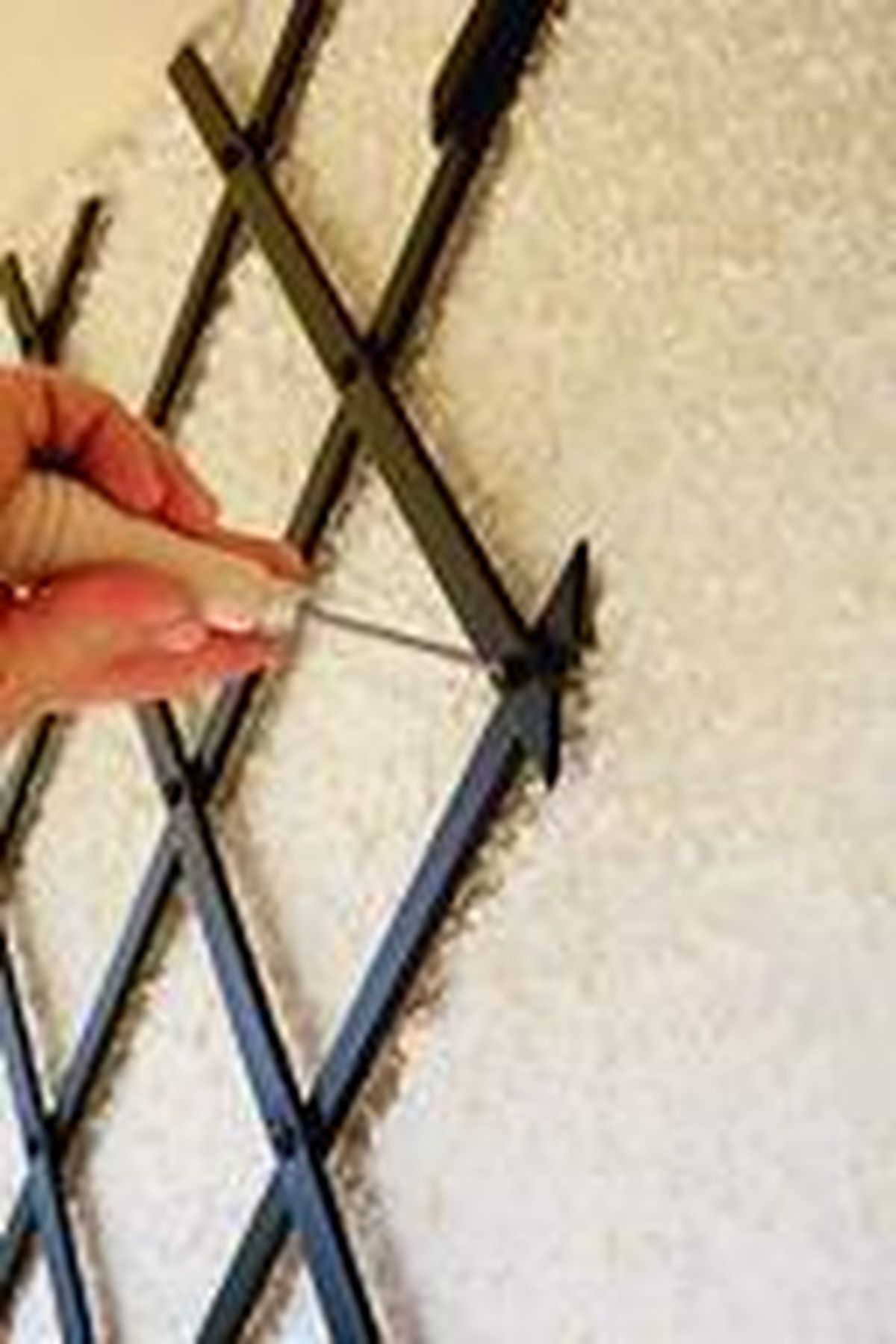 colocar celosia enredaderas p3