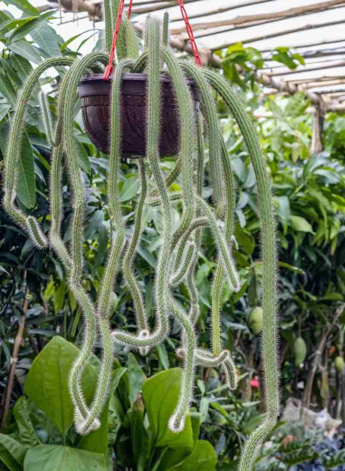 Aporocactus flagelliformis.