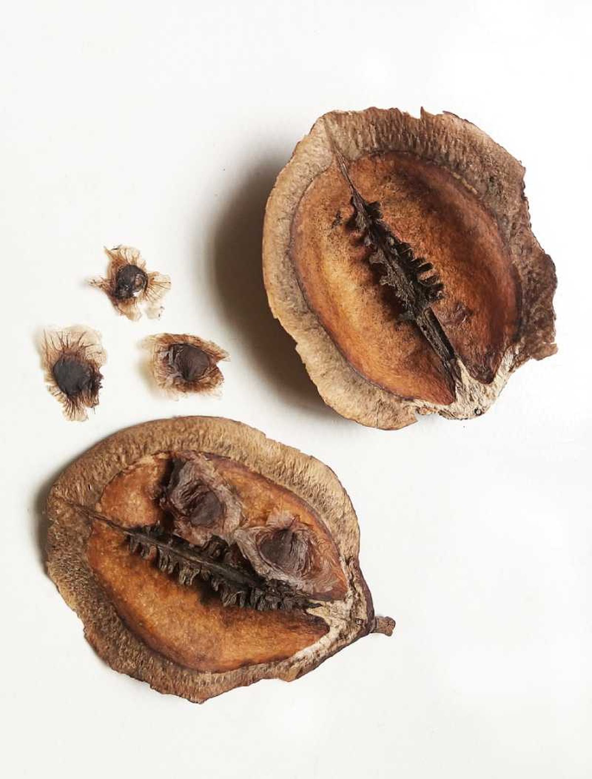 Semillas de jacaranda