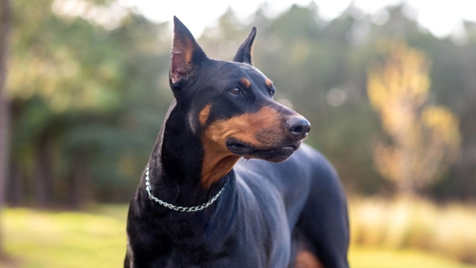 doberman 5 doberman 5