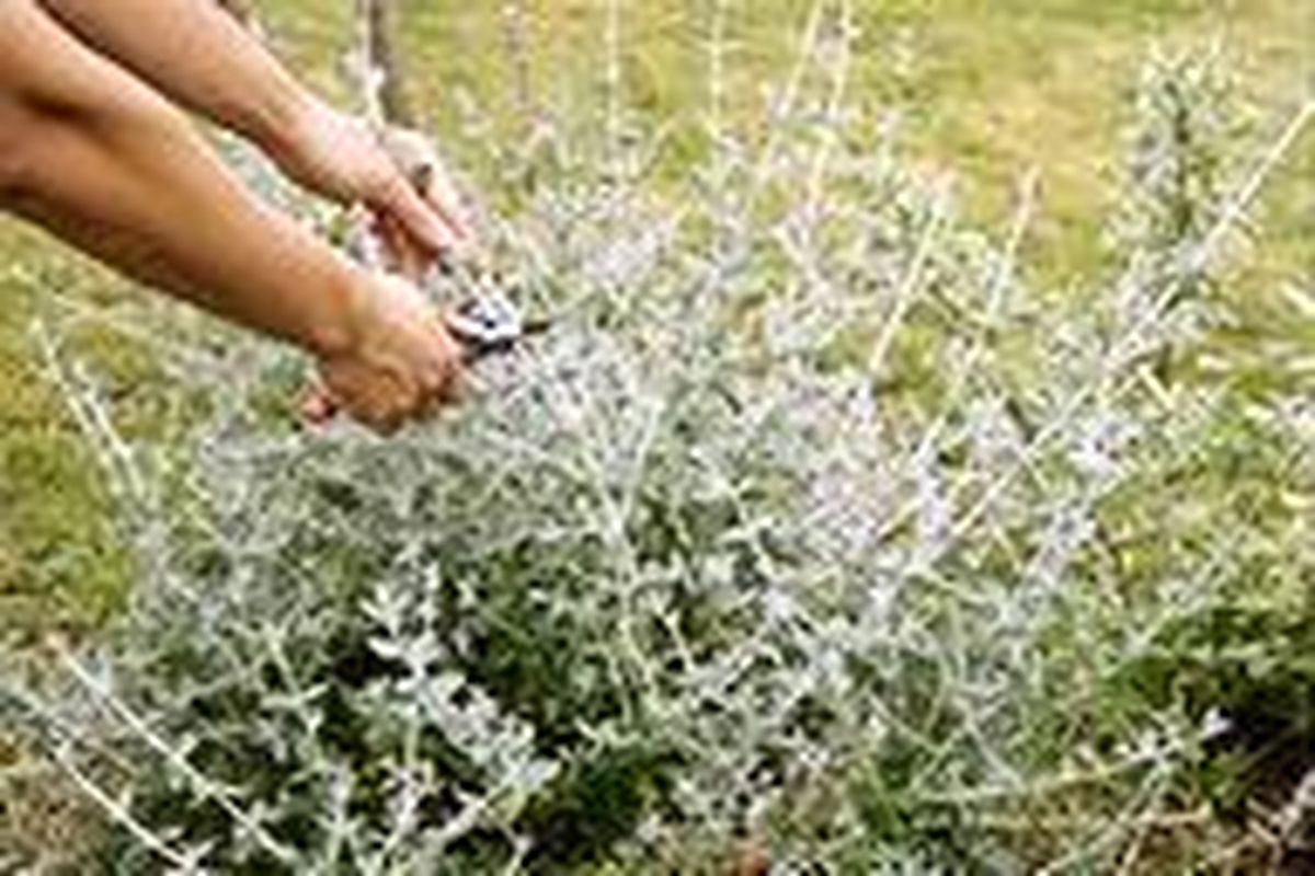 Mantenimiento básico del jardín: parterre de arbustos   foto2