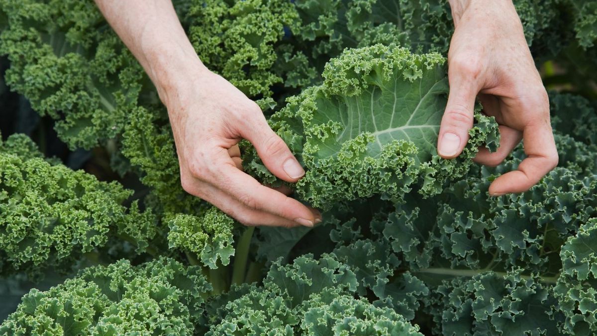 Hojas rizadas del kale