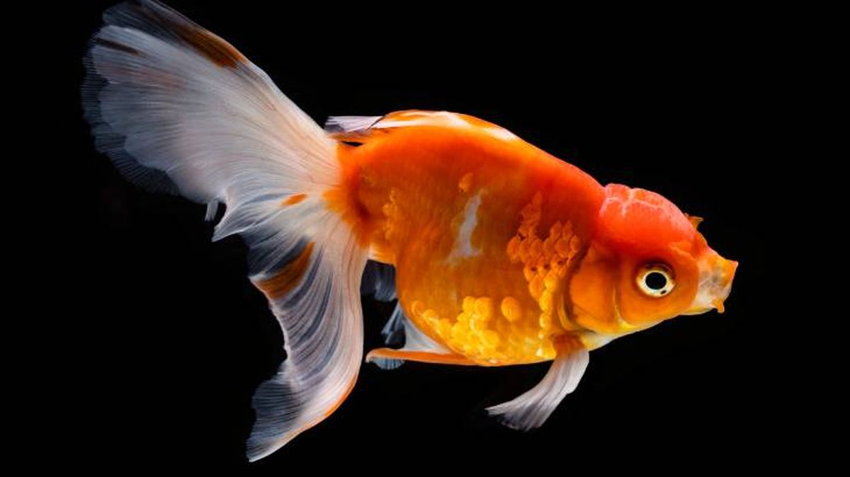 mascotas hipoalergenicas peces