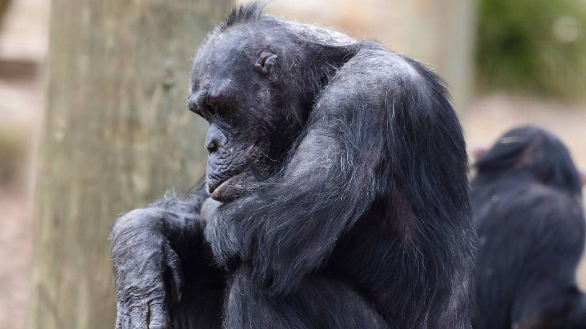 animales inteligentes chimpance