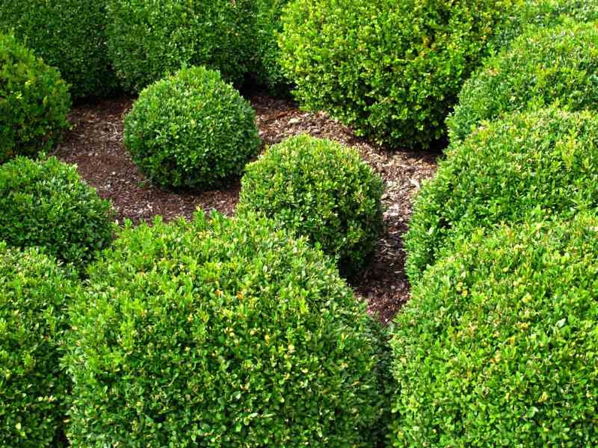 Jardín de esferas con boj