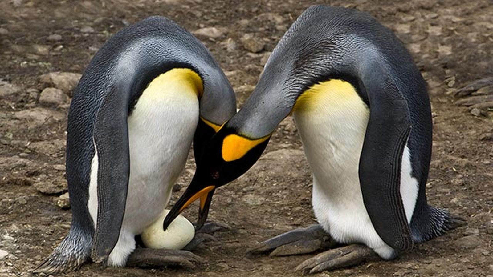 aspectos curiosos pinguinos 6 aspectos curiosos pinguinos 6