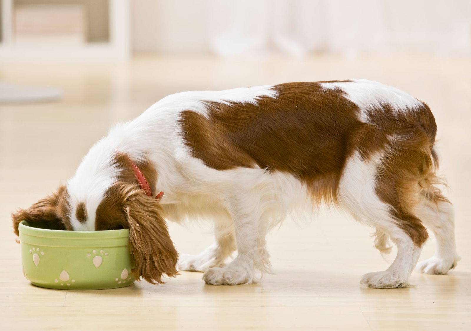 Alimento especial para perros adultos mestizos