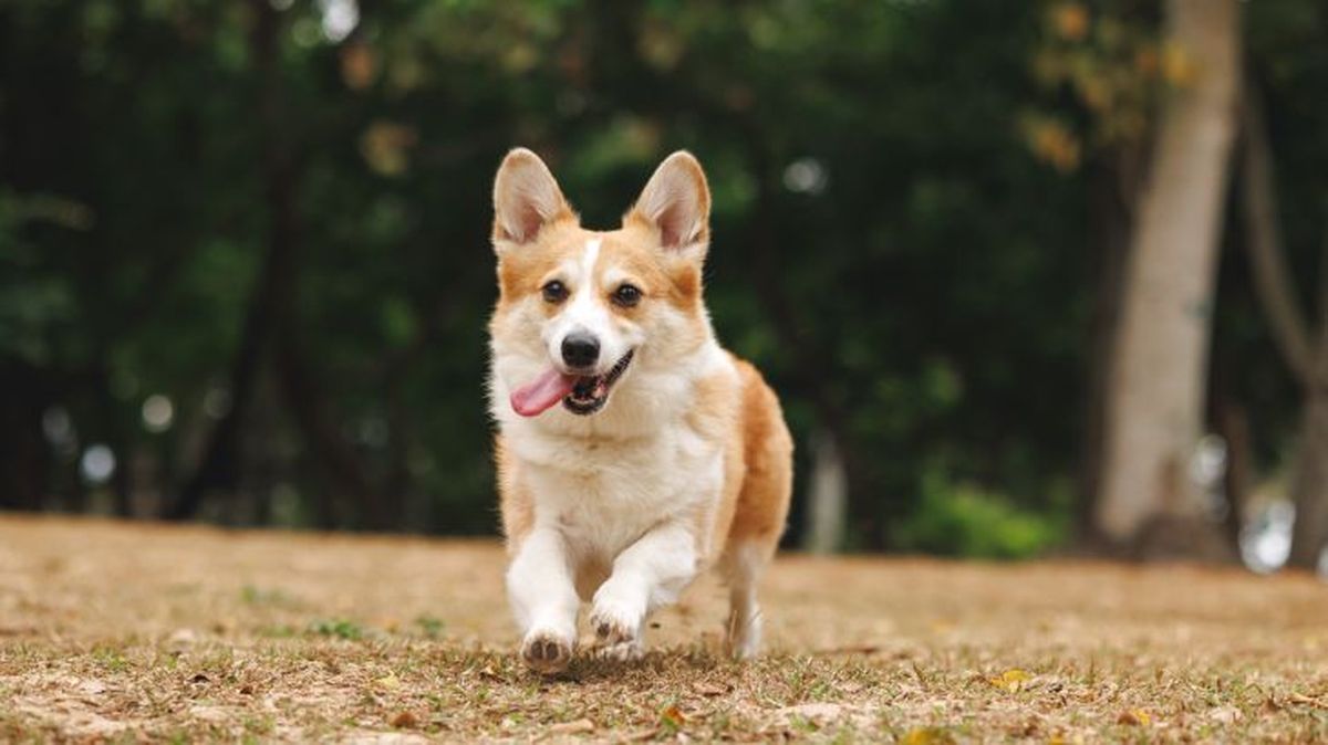 corgi gales de pembroke 5