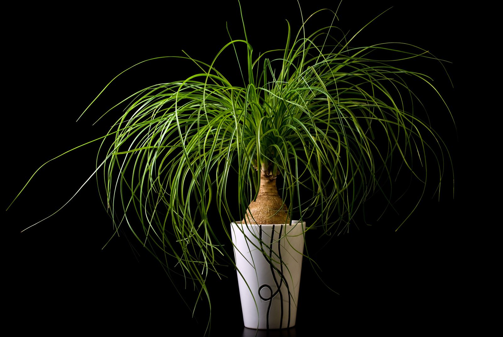 trasplante nolina