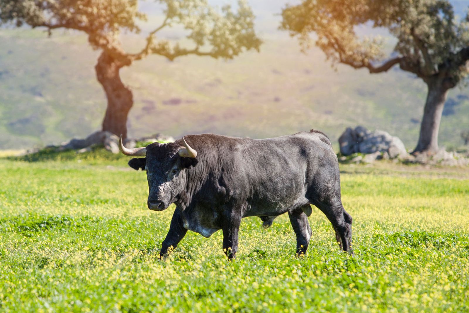 animales que dan buena suerte toro animales que dan buena suerte toro