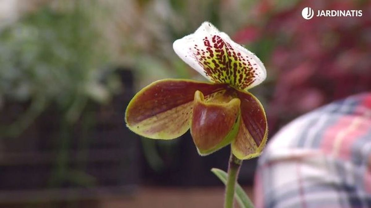 Orquídeas de invierno, paphiopedilum