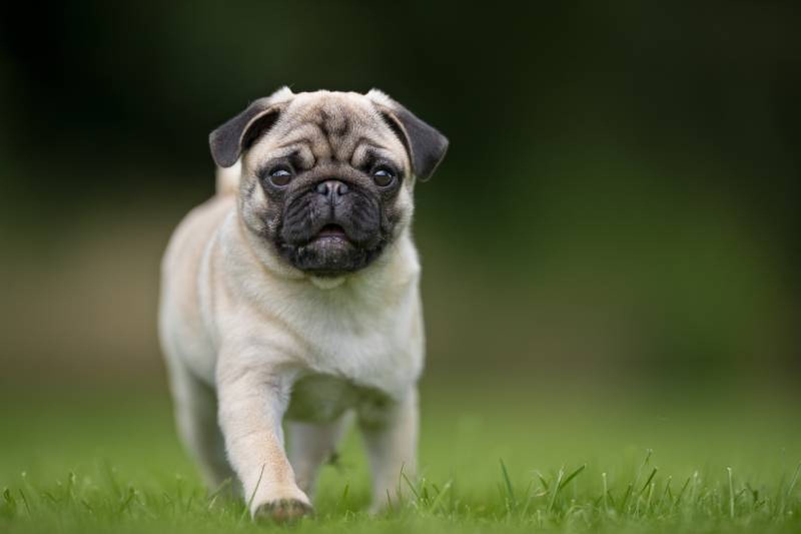 El Carlino es un perro de compañía, muy dócil y cariñoso.