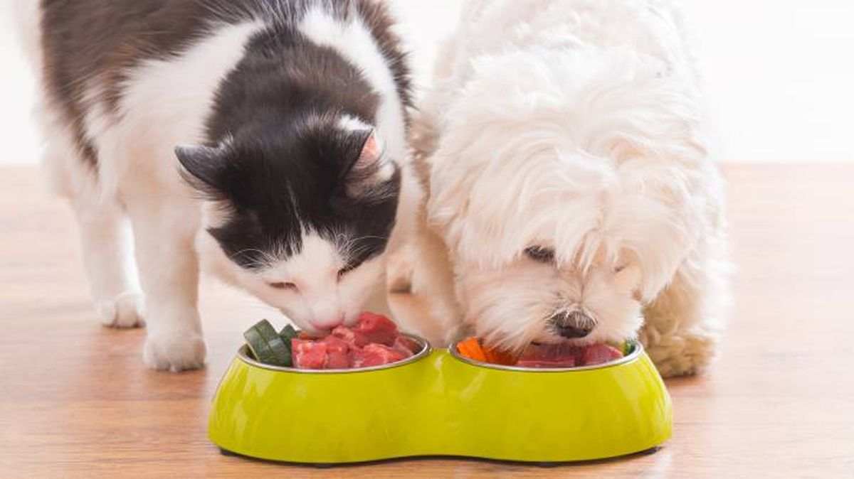alimentacion mascotas dieta barf