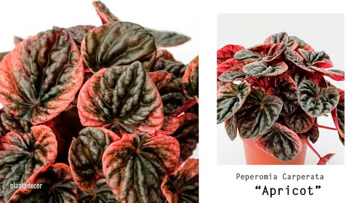 peperomia apricot plantadecor