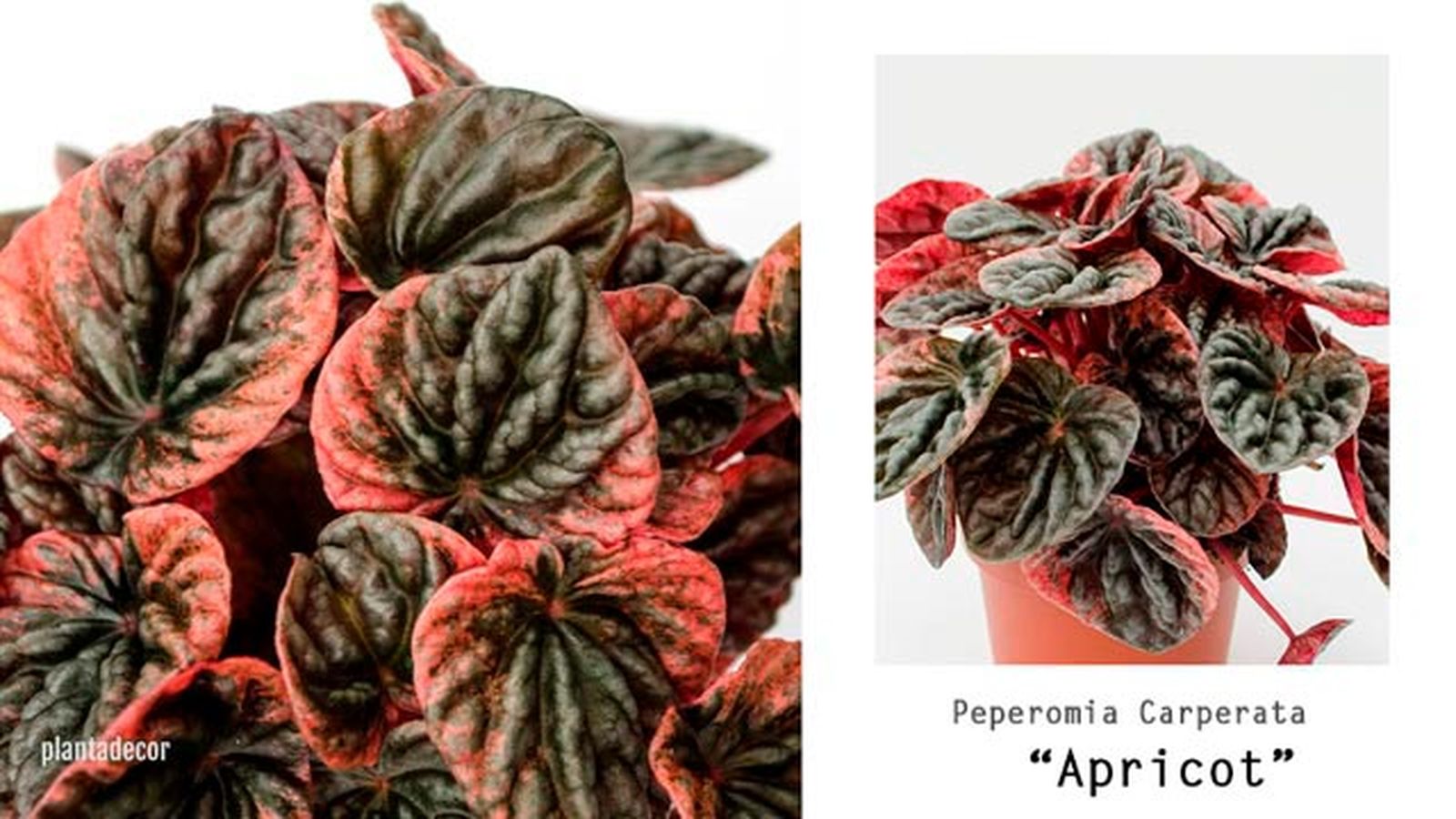 peperomia apricot plantadecor peperomia apricot plantadecor
