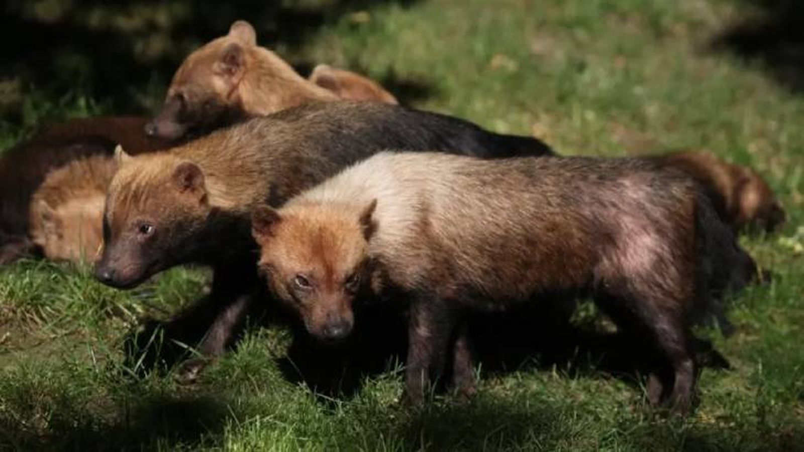 razas de perros salvajes perro venadero razas de perros salvajes perro venadero