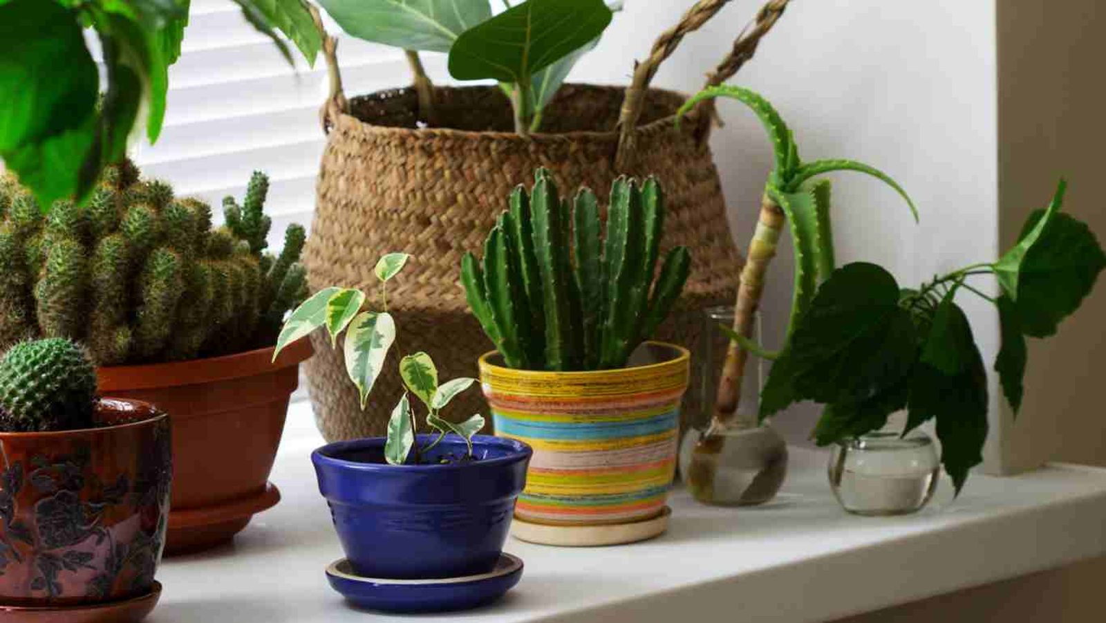 En verano, elige plantas que resistan sol, calor y sequía.