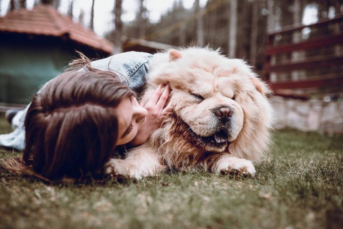 No contar con este seguro obligatorio para perros puede acarrear sanciones graves.