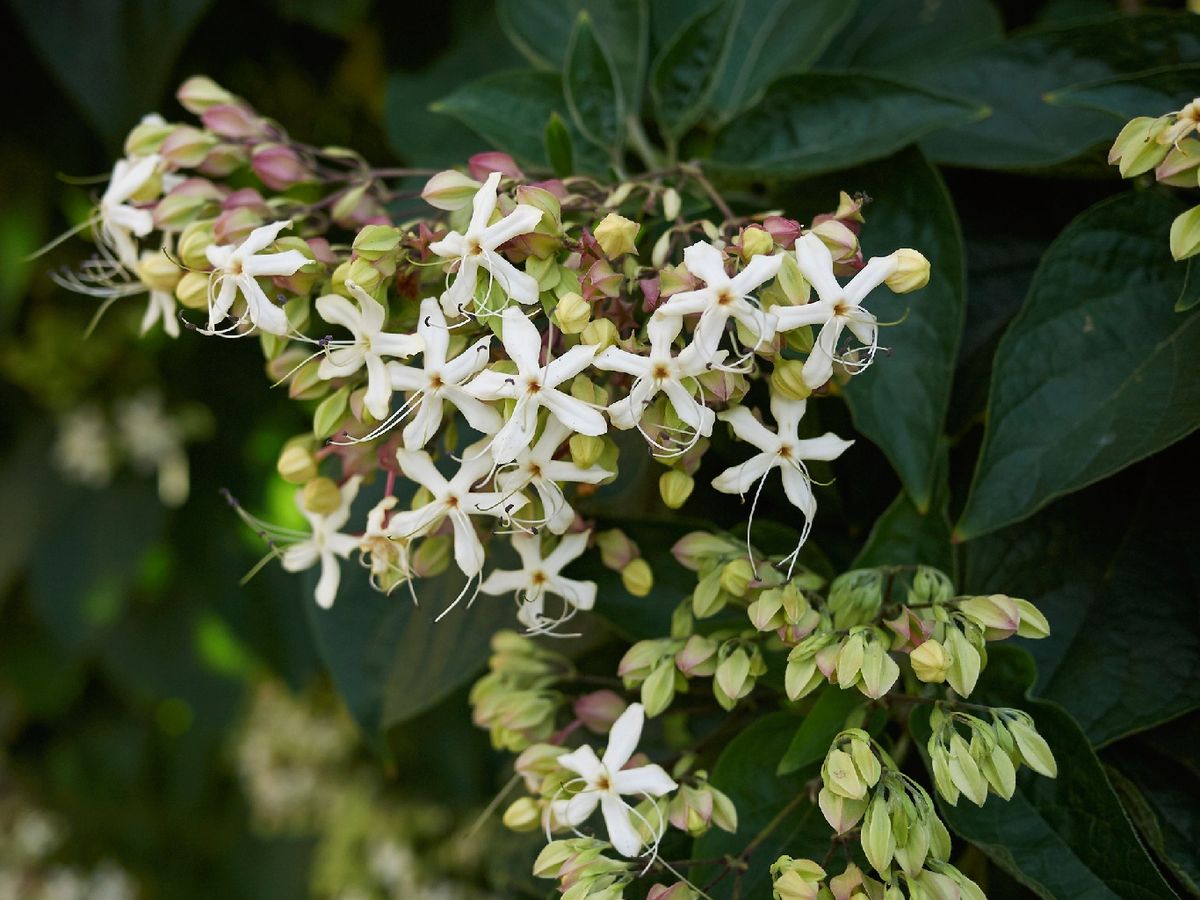 El jazmín chino generalmente es resistente a plagas y enfermedades