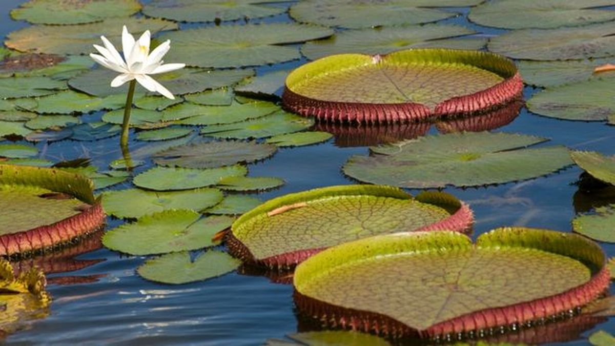 usos y propiedades de la flor de loto