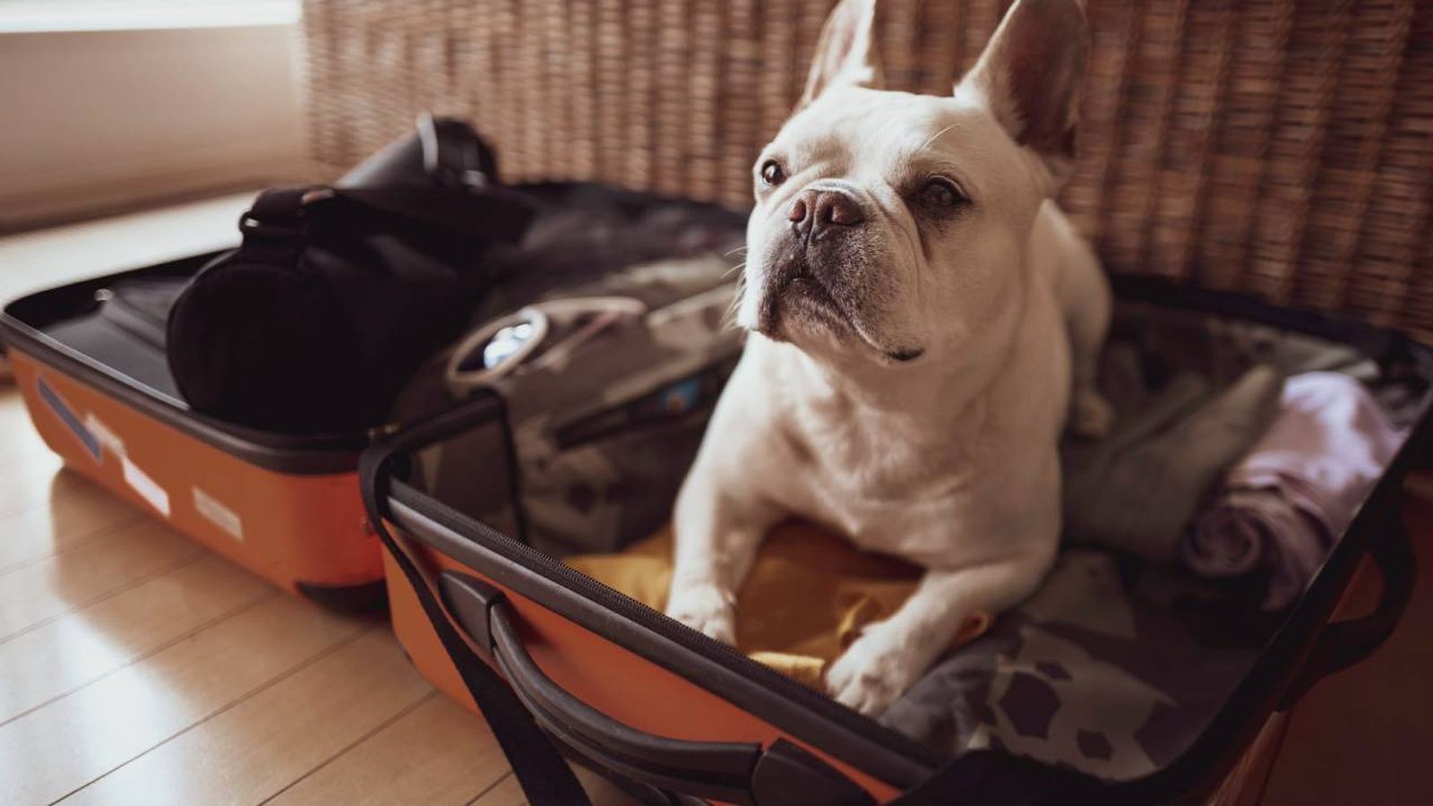 maleta perro xl