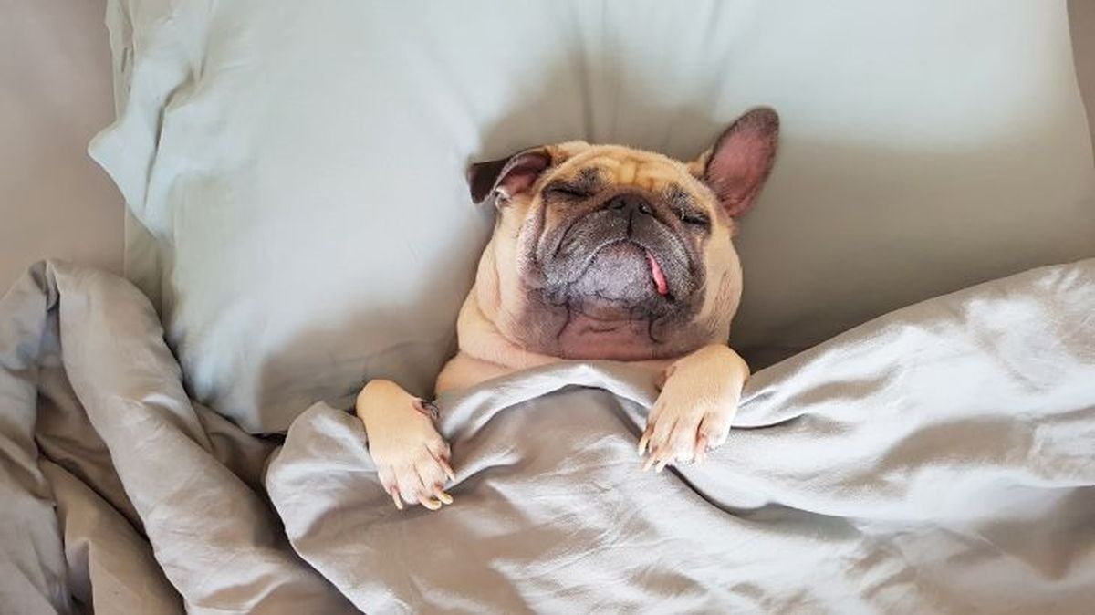 perros con sindrome de down 2