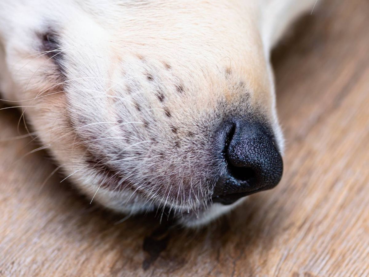 Aunque los denominamos bigotes, en realidad se llaman vibrisas.