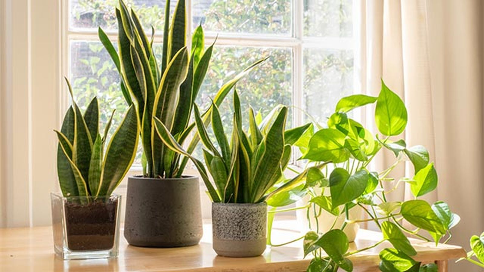poto planta purificadora para el hogar poto planta purificadora para el hogar