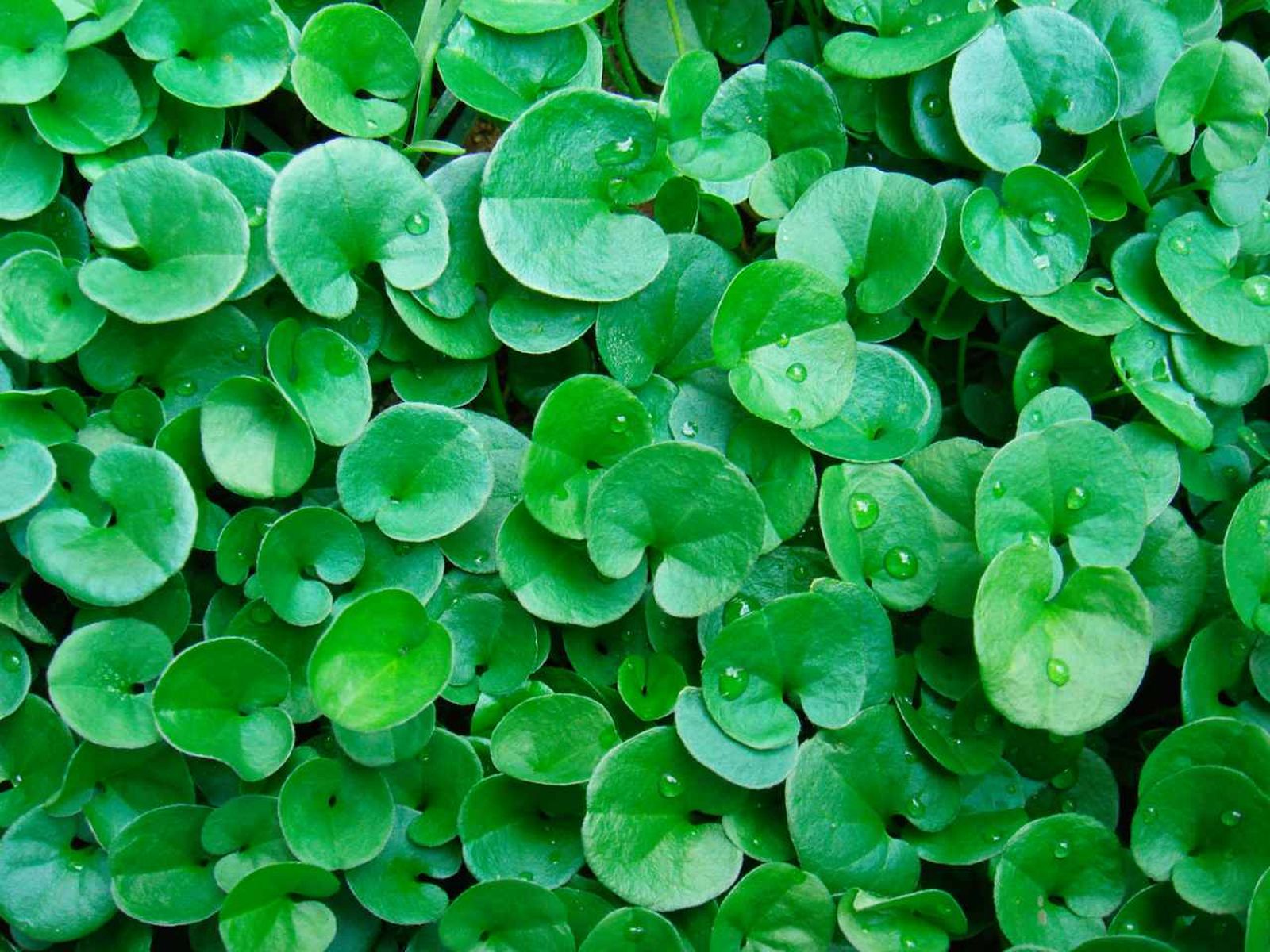 Dichondra repens.
