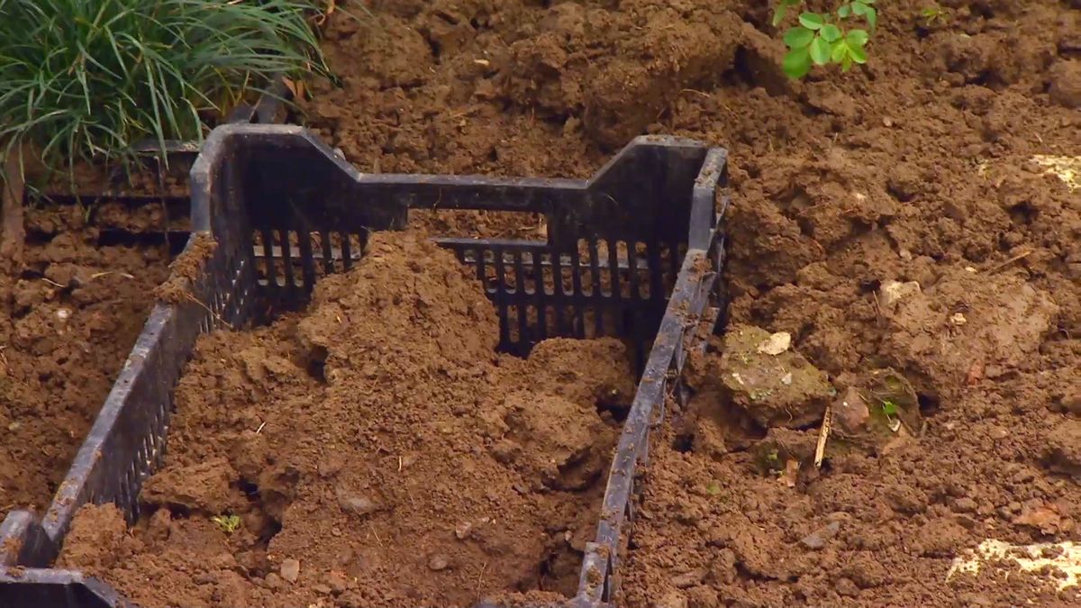 deco 0652 jardineria reverdecer camino losetas ophiopogon paso 2