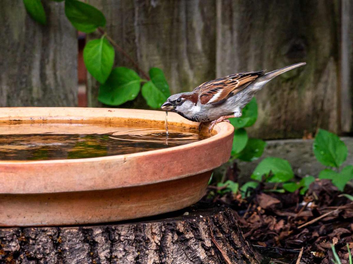 Proporcionar fuentes de agua ayuda a los pájaros a sobrevivir mejor al calor del verano.