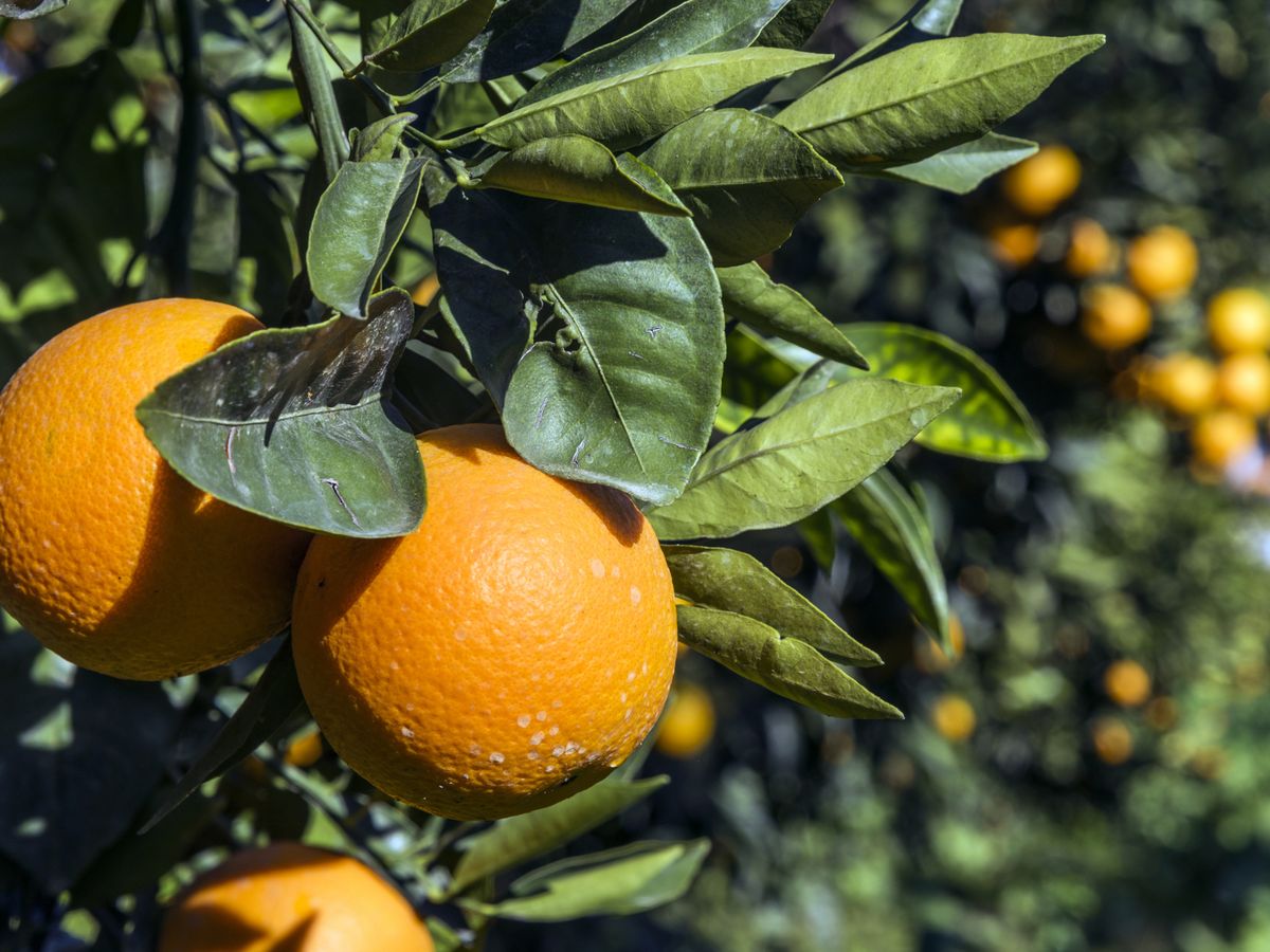 Las naranjas con IGP Cítricos Valencianos, símbolo de la huerta mediterránea.