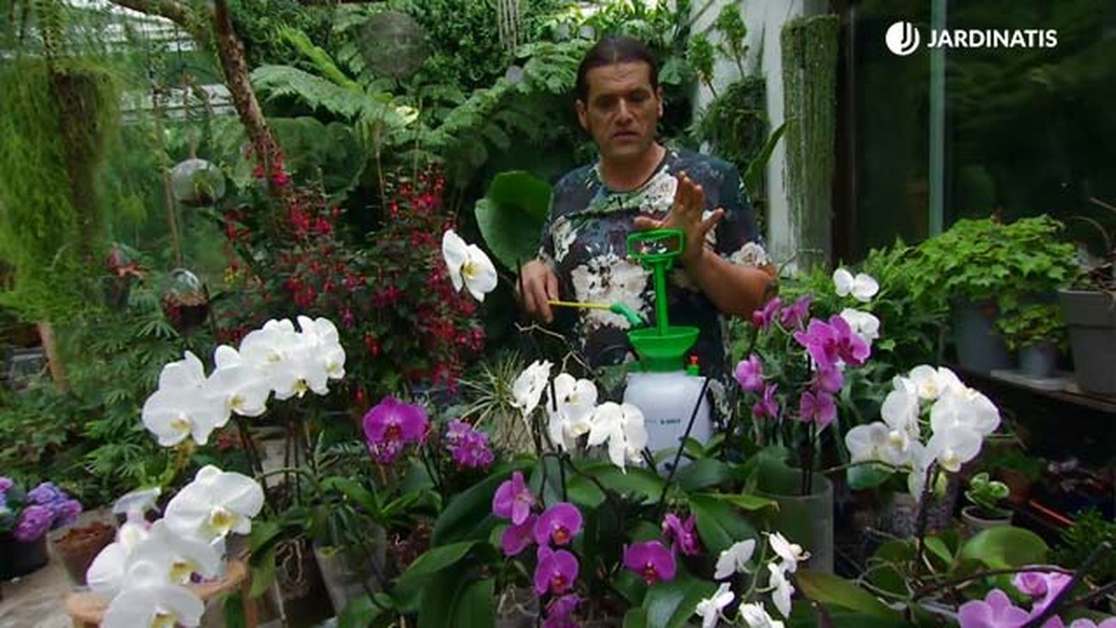 pulverizar orquideas phalaenopsis deco 661 jardinatis pulverizar orquideas phalaenopsis deco 661 jardinatis