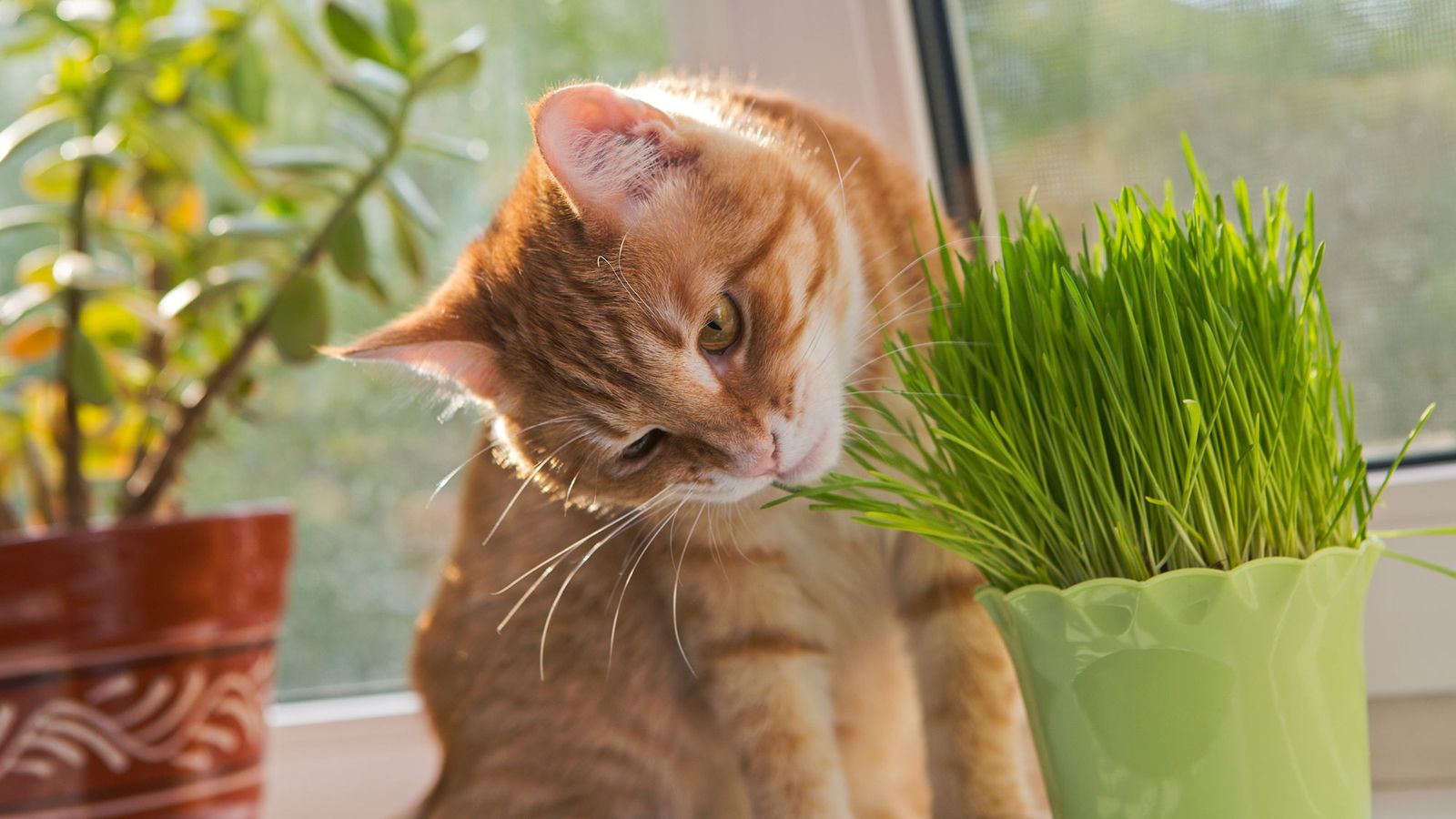 mascotas hierba gatos