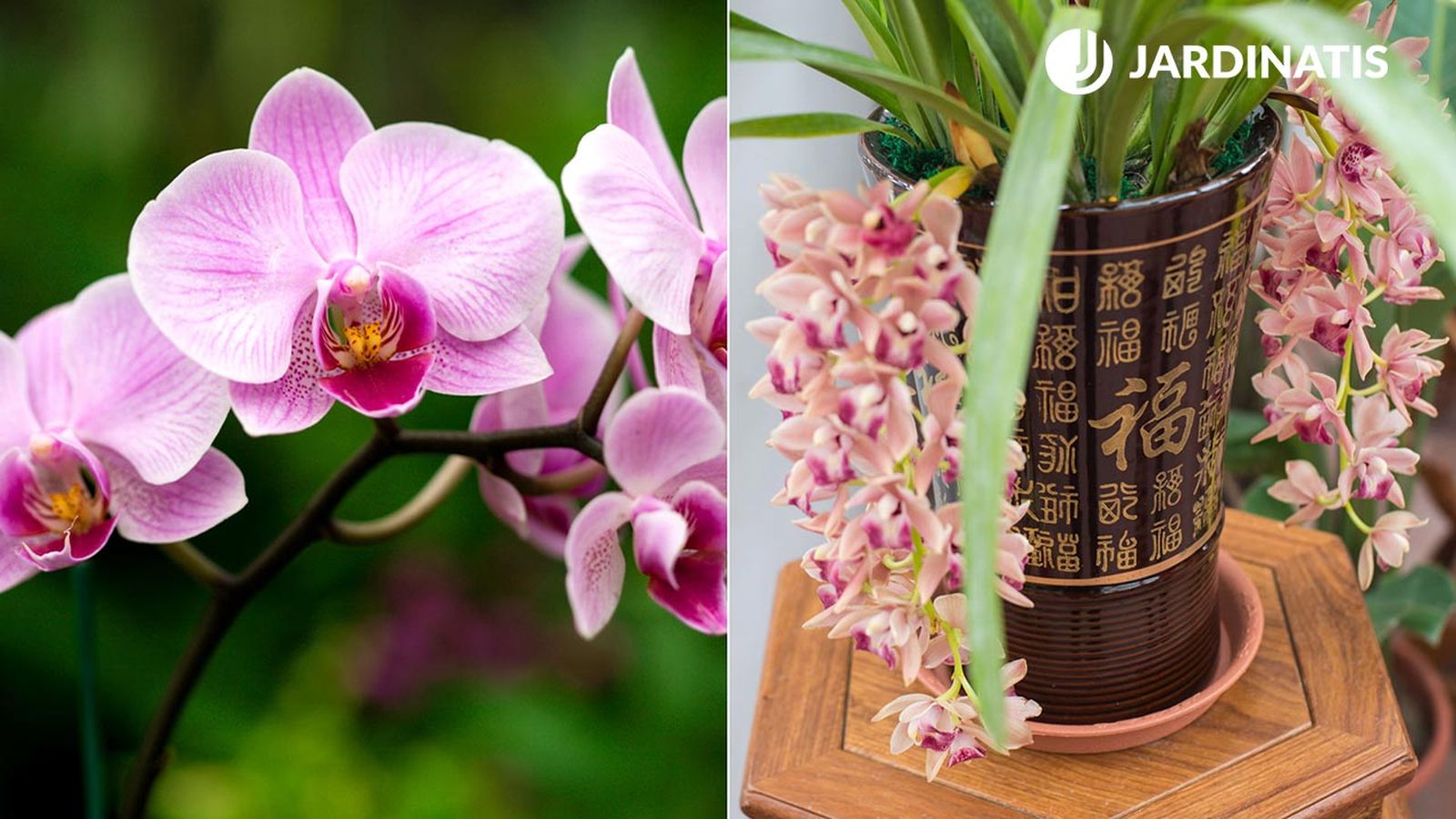 Diferencias entre orquídeas colgantes y aéreas Diferencias entre orquídeas colgantes y aéreas