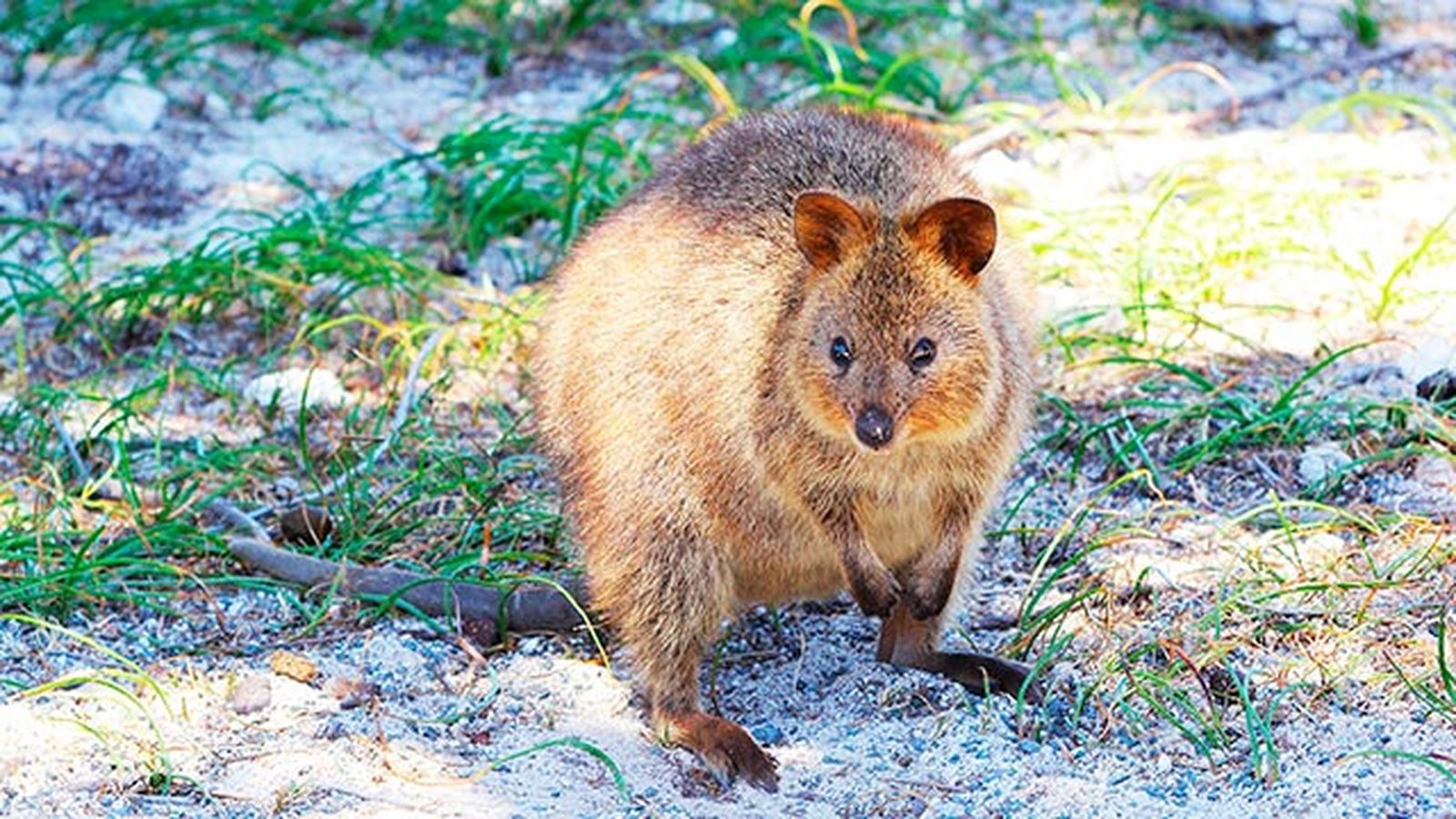 animales quokka marsupial3 animales quokka marsupial3