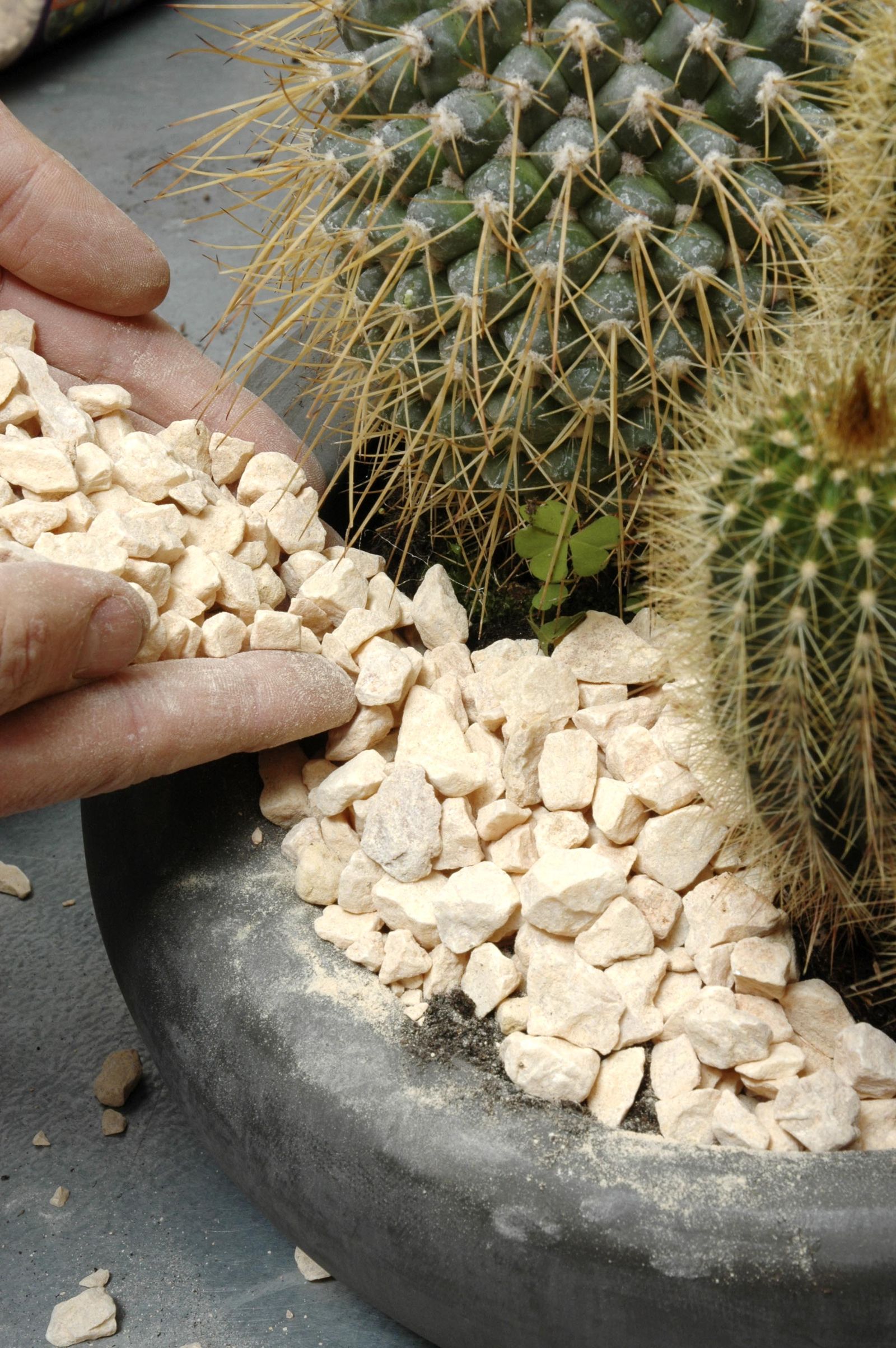 deco 0183 jardineria plantacion cactus contenedor gravilla deco 0183 jardineria plantacion cactus contenedor gravilla