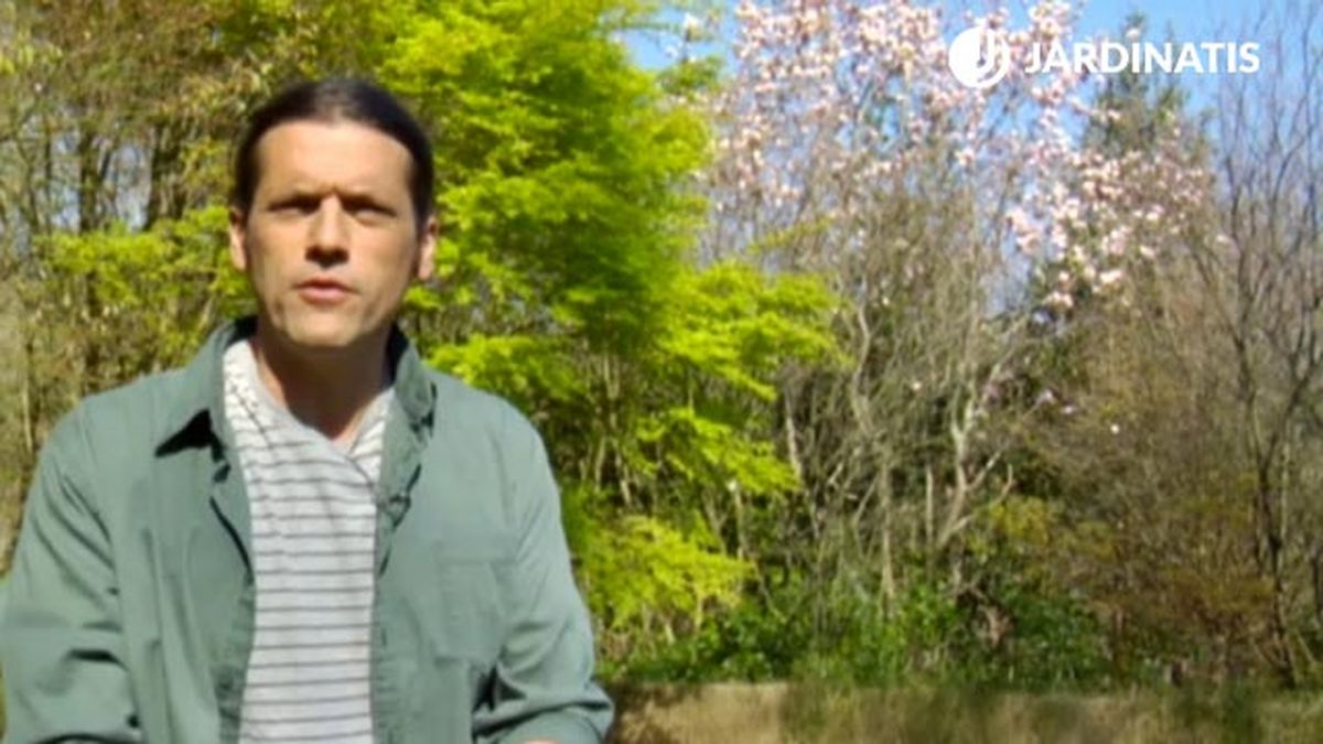 Magnolias de floracion primaveral deco 531 jardin