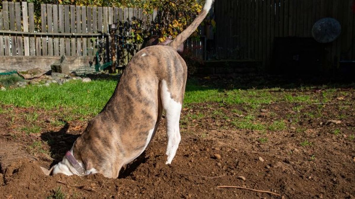 repelentes caseros para perros 3