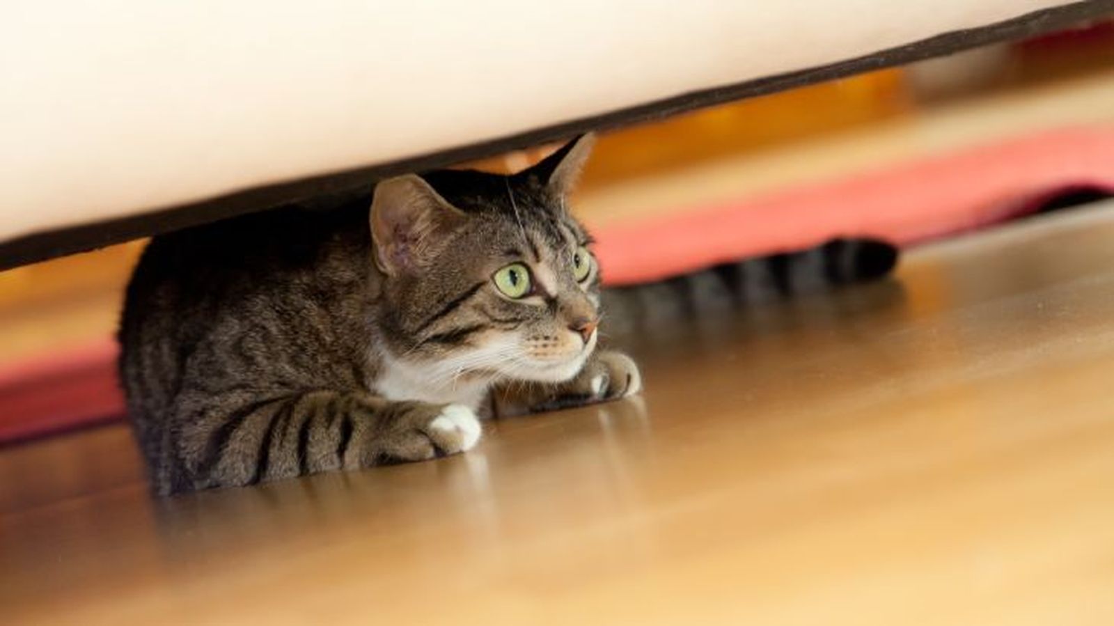 ansiedad en gatos 1 ansiedad en gatos 1