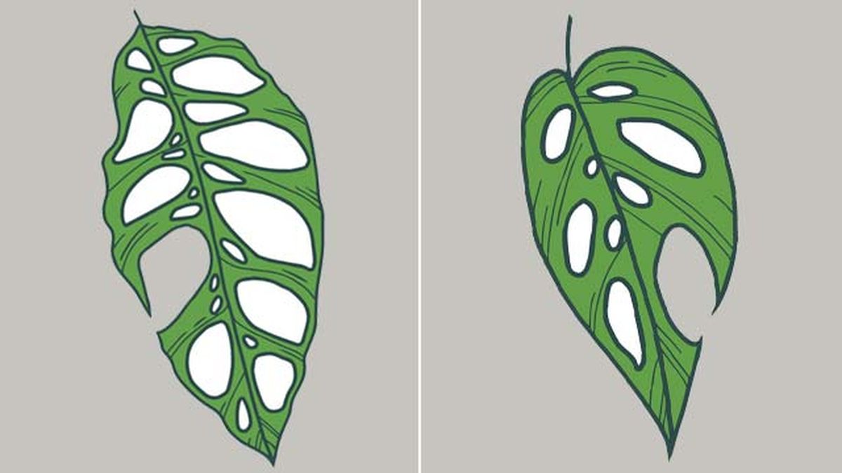 hoja monstera obliqua hoja monstera adansonii