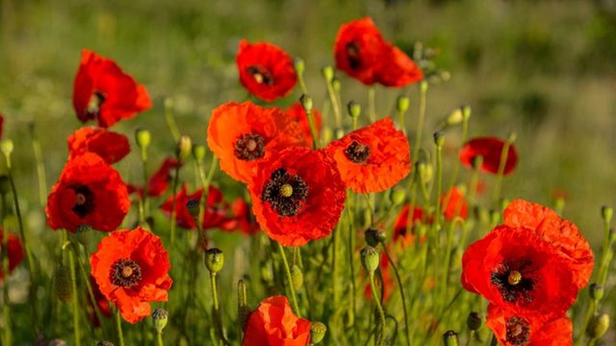 flor de amapola comestible