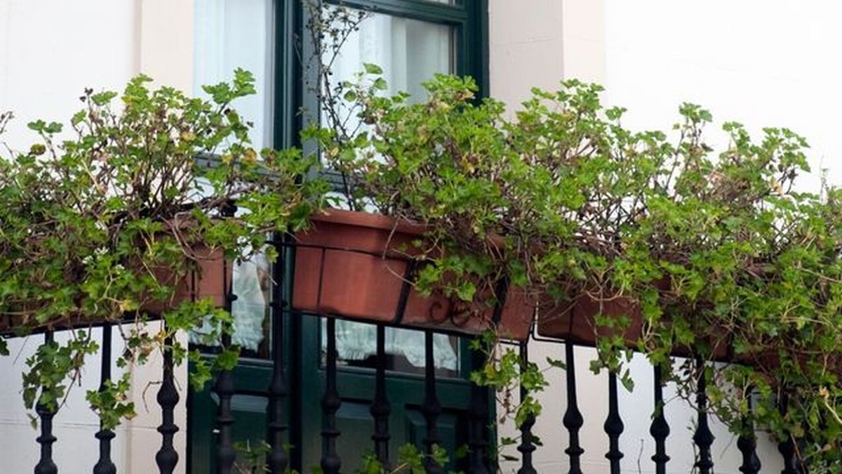 geranios en el balcon en invierno