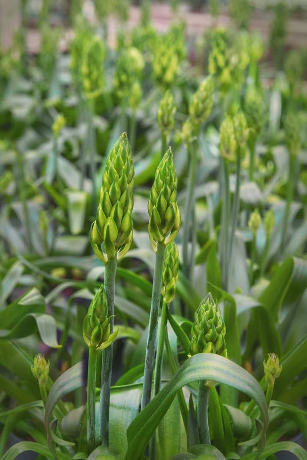 Follaje del Ornithogalum thyrsoides.
