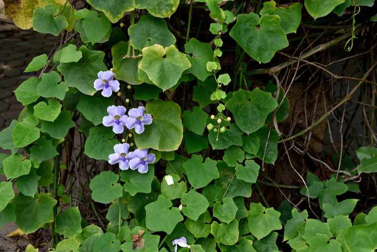 Enredadera de trompeta azul o Thunbergia grandiflora